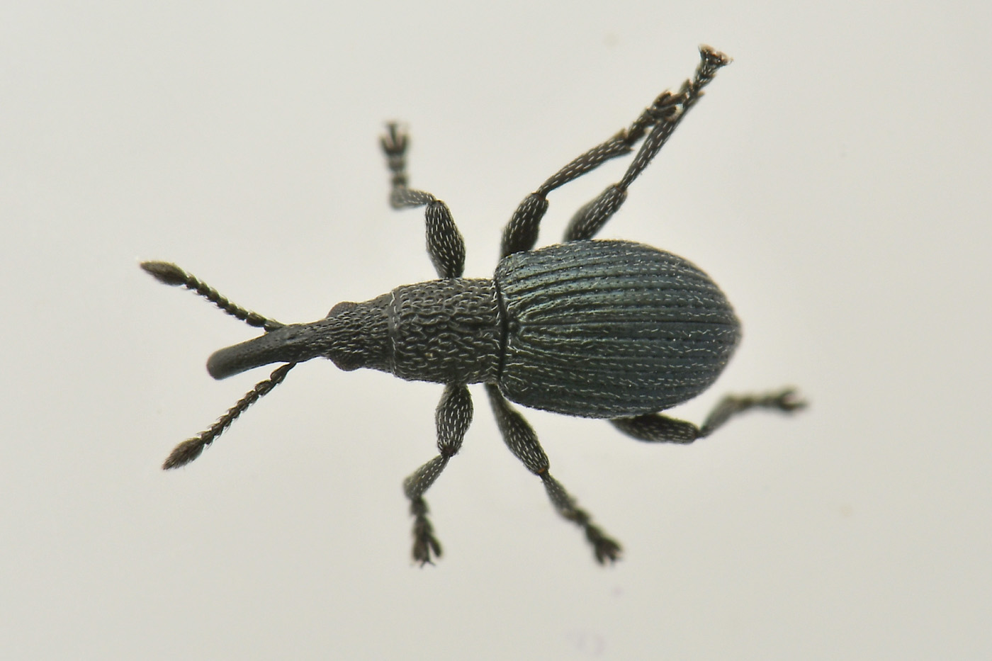 Apionidae: Ceratapion sp?